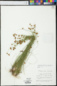 Rhynchospora chapmanii image