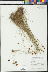 Rhynchospora chapmanii image