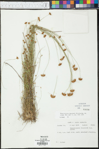 Rhynchospora chapmanii image