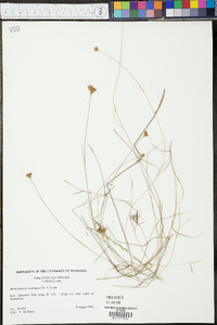 Rhynchospora chapmanii image