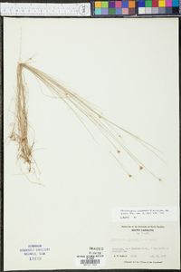 Rhynchospora chapmanii image