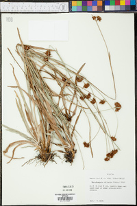 Rhynchospora ciliaris image