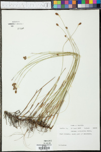 Fuirena scirpoidea image