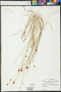 Fuirena scirpoidea image