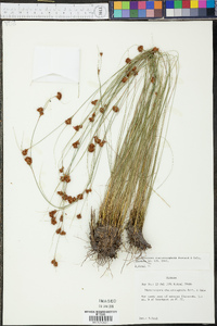 Rhynchospora chalarocephala image