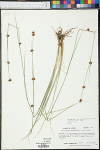 Rhynchospora chalarocephala image