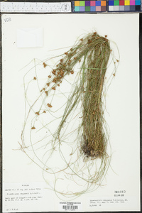 Rhynchospora chapmanii image