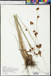 Rhynchospora cephalantha image