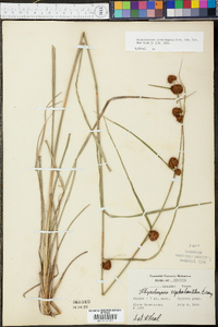 Rhynchospora cephalantha image