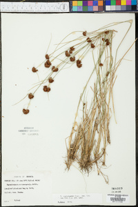 Rhynchospora cephalantha image