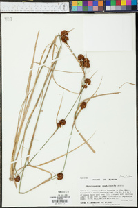 Rhynchospora cephalantha image