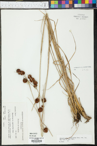 Rhynchospora cephalantha image