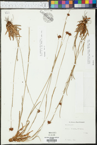 Rhynchospora ciliaris image