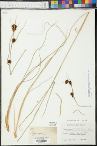 Rhynchospora cephalantha image