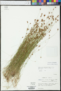 Rhynchospora divergens image