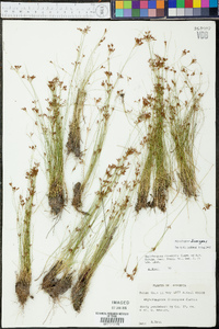 Rhynchospora divergens image