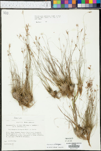 Rhynchospora divergens image