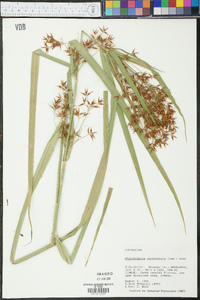 Rhynchospora corniculata image