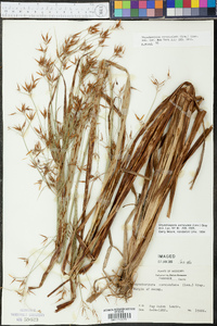 Rhynchospora corniculata image