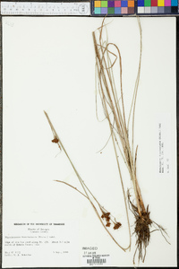 Rhynchospora fascicularis image