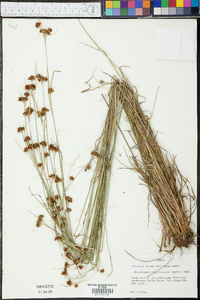 Rhynchospora fascicularis image