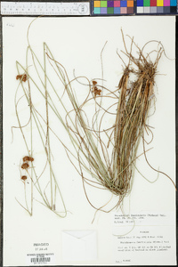 Rhynchospora fascicularis image