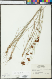 Rhynchospora fascicularis image