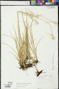 Rhynchospora colorata image