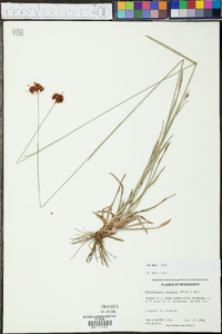 Rhynchospora ciliaris image