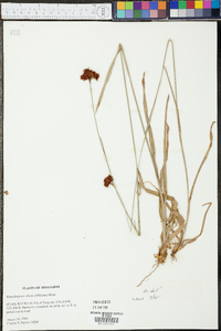 Rhynchospora ciliaris image