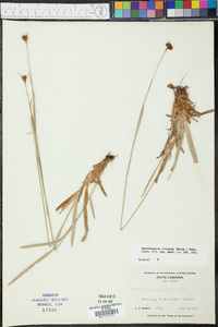 Rhynchospora ciliaris image