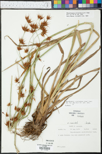Rhynchospora corniculata image