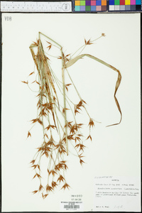 Rhynchospora corniculata image