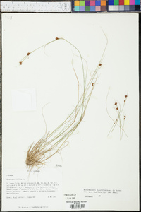 Rhynchospora filifolia image