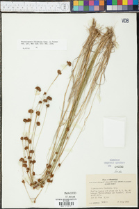 Rhynchospora filifolia image