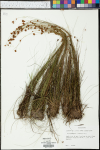 Rhynchospora filifolia image