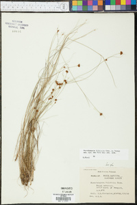 Rhynchospora filifolia image