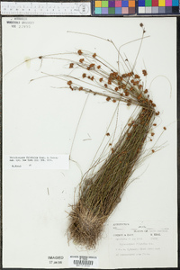 Rhynchospora filifolia image