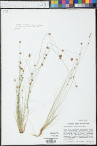 Rhynchospora filifolia image