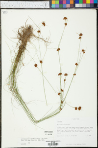 Rhynchospora filifolia image