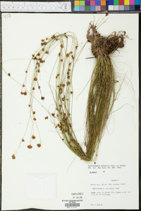 Rhynchospora filifolia image