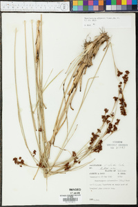 Rhynchospora elliottii image