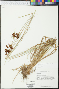 Rhynchospora elliottii image