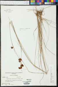 Rhynchospora fascicularis image