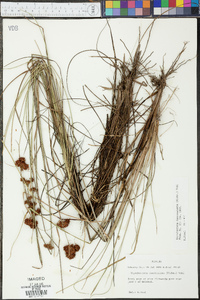 Rhynchospora fascicularis image