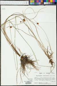 Rhynchospora fascicularis image