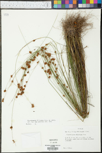 Rhynchospora filifolia image