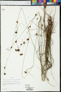 Rhynchospora filifolia image