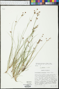 Rhynchospora globularis image