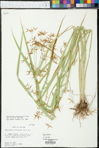 Rhynchospora corniculata image